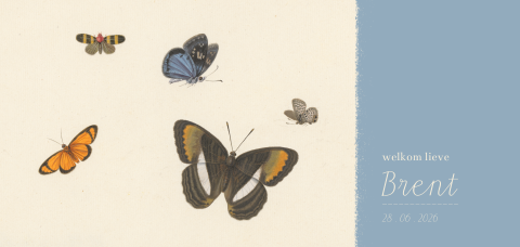 Lief geboortekaartje met vlinders en blauw vlak