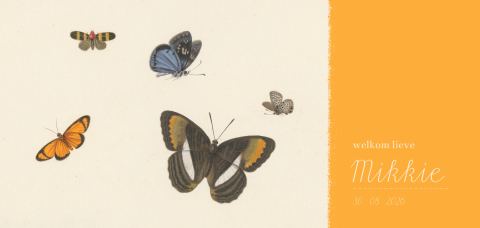 Lief geboortekaartje met vlinders en oranje vlak